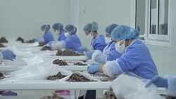 CLEAN : Albanian anchovy sales boom as lockdowns promote tinned food News Clip