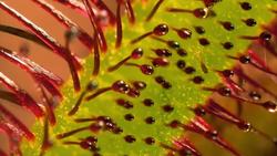 Mechanical Plant Defenses Instructional Video