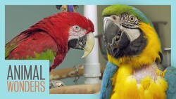 Macaw Jungle Gym | New Perches! Instructional Video