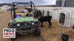 Immigrant workers face routine injuries, lack of protections on U.S. dairy farms News Clip