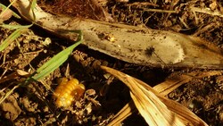 Cornfield in Winter: A Farmer's Reflections Instructional Video