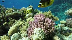 Diving. Tropical fish and coral reef. Underwater life in the ocean. Stock Footage