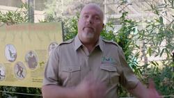 Adapting to a New Life as a One-Armed Gibbon Instructional Video