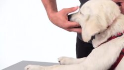 How to Care for Your Puppy's Teeth Instructional Video