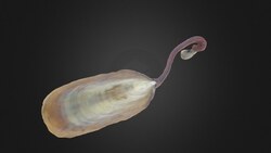 Phylum Brachiopoda: The Lamp Shells Instructional Video