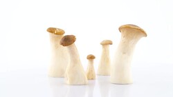 Five small eryngii abalone tree mushrooms. Rotating on the turntable isolated on the white background. Close up. Macro. Stock Footage