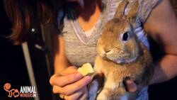 Rabbit Munches Banana Instructional Video