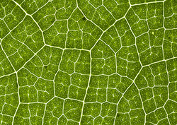 Multicellular Instructional Video