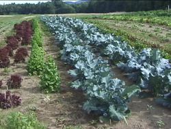 Genetics in Our Lives: Aspects of Genetic Engineering Instructional Video