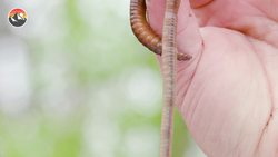 I'VE GOT WORMS! How to Build a Worm Farm! Instructional Video