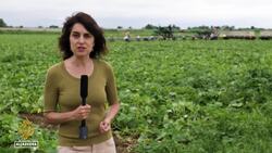 US food prices rise: Farmers are not reaping the benefit News Clip