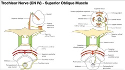 Cranial Nerve IV - Trochlear Nerve | Origin, Structure, Pathway & Function Instructional Video