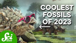 These Are The Coolest Fossils From 2023 Instructional Video