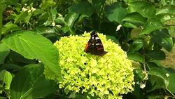 butterfly Stock Footage