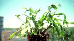 How to Get a Christmas Cactus to Bloom Again Instructional Video
