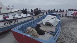 VOICED : Archipiélago de Humboldt, tesoro natural chileno amenazado por minera Dominga News Clip