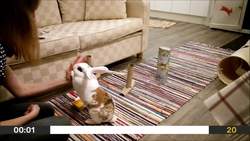 Daddy the Rabbit: A Tale of Talent and Training Instructional Video