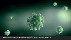 Some people never get COVID-19: researchers say a specific gene could be why News Clip