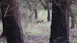 Shiloh Ranch Regional California. Stock Footage