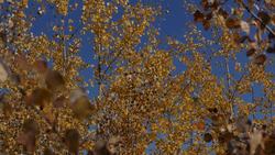 Glacier National Park - Fall Colors (Accessible Version) Instructional Video