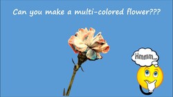 Color Changing Flowers Experiment -  Part 3 Instructional Video
