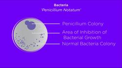 Antibiotics Instructional Video