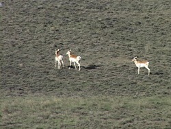 Migración y hibernación: recapitulando Instructional Video