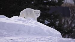 High Five Facts - Foxes Choca Esos Cinco - Zorros Instructional Video