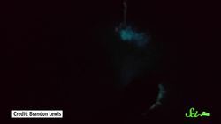 The Secret Behind Bioluminescent Bays Instructional Video