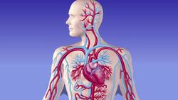 The Circulatory and Respiratory Systems Instructional Video