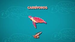 I WONDER - What Do Turtles Eat? Me Pregunto - Qué Comen Las Tortugas? Instructional Video