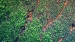 Tigers: Facts and Behaviors of the Great Cat Instructional Video