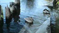 Family of ducks on the river bank Stock Footage
