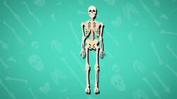 I WONDER - How Many Bones Are In The Body? Instructional Video