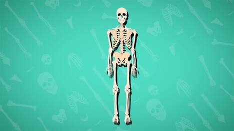 I WONDER - How Many Bones Are In The Body?