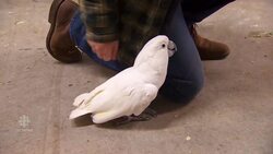B.C. couple adopts 34 parrots News Clip