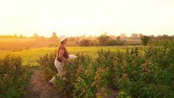 An elderly woman collects raspberries at sunset. Organic food. Stock Footage