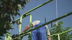 Adult worker cuts leaves at the tree Stock Footage