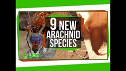 9 Amazing New Arachnid Species Instructional Video