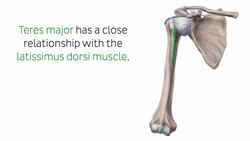 Scalene muscles Instructional Video