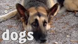 Farm Animals For Kids - Learn Farm Animal Names Instructional Video