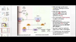 p53, Mitosis, and Apoptosis for Anatomy and Physiology Instructional Video