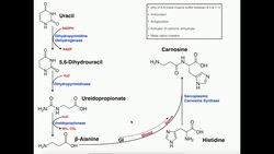 Exercise Physiology | Beta-Alanine, Carnosine Biosynthesis & Functions Instructional Video