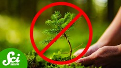 How Killing Trees Could Save The Planet Instructional Video