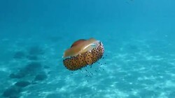 Jellyfish floating and swimming in Aegean sea in Greece Stock Footage