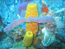 Introduction to Complex Animals Instructional Video