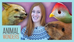 Greet the Animals With Me! Instructional Video