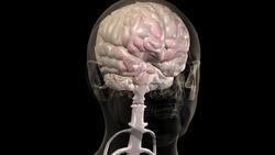 The Science of Sound: How Sound Waves Reach Your Brain Instructional Video