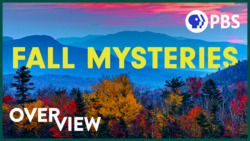 Unlocking the Mysteries of Autumn Leaves Instructional Video