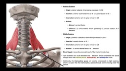 Mechanism of Thoracic Outlet Syndrome [Anatomical Approach] Instructional Video